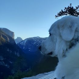 Great Pyrenees All Grown Up from The Yosemite Pyrenees Ranch