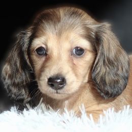 Dale - Cream female Dachshund puppy in Azle, Texas from American Dachshunds