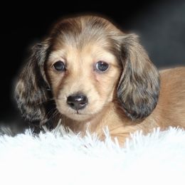 Dale - Cream female Dachshund puppy in Azle, Texas from American Dachshunds
