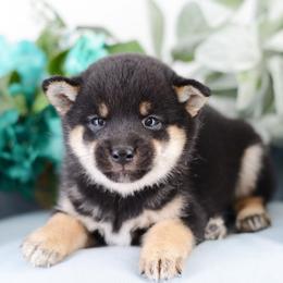 Shiji Black and Tan Boy - Black and tan male Shiba Inu puppy in Neosho, Missouri from Sunny Terrace Shibas