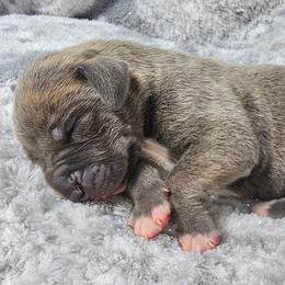 Rook - Blue brindle male Great Dane puppy in Lebanon, Virginia from North Cedar Danes