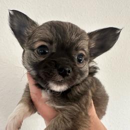 Janie - Chocolate sabled fawn female Chihuahua puppy in Coweta, Oklahoma from Green Country Chihuahuas