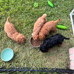 Boxer and Cavapoo Puppies from Acadian Kennels