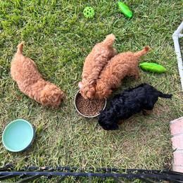 Boxer and Cavapoo Puppies from Acadian Kennels