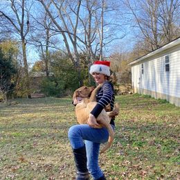 Labrador Retriever Puppies from Spring Water Labs of the Carolinas