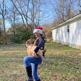 Labrador Retriever Puppies from Spring Water Labs of the Carolinas