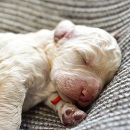 Leonard Hofstadter - Cream male Goldendoodle puppy in Dayton, Ohio from Perks Court Doodles