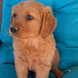 Boy 6 - Dark golden male Golden Retriever puppy in Parker, Colorado from Legacy Ranch Golden Retrievers