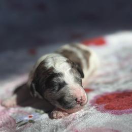 Mateo - Merle male Goldendoodle puppy in Jacksonville, Florida from Dandelion Doodles