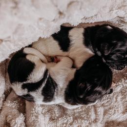 Newfoundland Puppies from Kinson Ridge Giants
