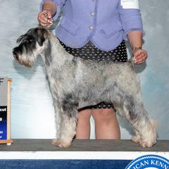 Standard Schnauzers from Kinobi Standard Schnauzers