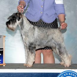 Standard Schnauzers from Kinobi Standard Schnauzers
