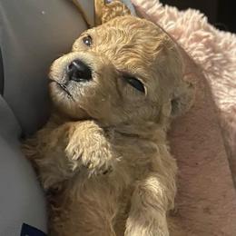 Millie - female Cavapoochon puppy in Fairmont, West Virginia from Robin Nelson