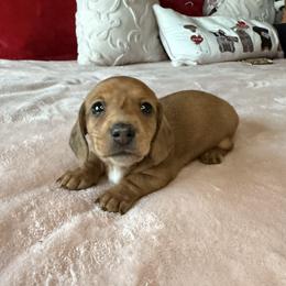 Tesla - Red female Dachshund puppy in Temecula, California from Naomi Magee's Dachshund Kennel