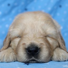 Australian Shepherd and Golden Retriever Puppies from Sterling Valleys Goldens and Aussies