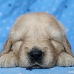 Australian Shepherd and Golden Retriever Puppies from Sterling Valleys Goldens and Aussies