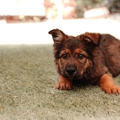 Australian Shepherd and German Shepherd Puppies from Savage K9