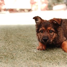 Australian Shepherd and German Shepherd Puppies from Savage K9