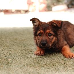 Australian Shepherd and German Shepherd Puppies from Savage K9