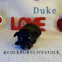 Duke - Black tri male Toy Australian Shepherd puppy in Gillette, Wyoming from Cockburn’s Toy and Mini Australian Shepherds