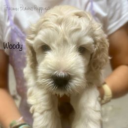 Woody - White male Schnoodle puppy in Sedalia, Missouri from Farmer Brown's Puppies