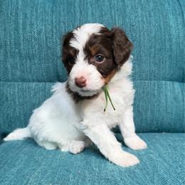 Moon (green) - Red tri-color female Aussiedoodle puppy in Watertown, Wisconsin from Little Bear Paws Aussiedoodles