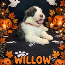 WILLOW - Gray and white female Sheepadoodle puppy in Riverside, California from Downtown Doodles & Frenchies