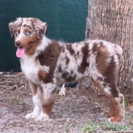 Nala - Red merle female Australian Shepherd puppy in Plant City, Florida from G2K9’s