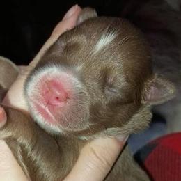 Rucker - Red and white male Siberian Husky puppy in Richland, Mississippi from Feazell’s Siberian Huskies