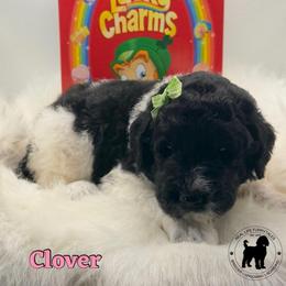 Clover - Parti female Goldendoodle puppy in Ponchatoula, Louisiana from Real Life Furrytales