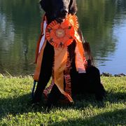 Violet - Flat-Coated Retriever