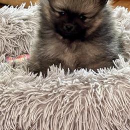 Pomeranians from Tea Pup Pomeranians