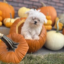 Maltese puppies from Kallos kennels