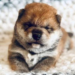 Gabriel - Red male Shiba Inu puppy in Trenton, Nebraska from Prairie Shibas