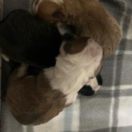 Girl 2 - Red and white female American Corgi puppy in Cocoa, Florida from Cascadian Space Coast Corgis LLC