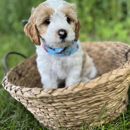 Cavapoo Puppies from Hart’s Cavapoos