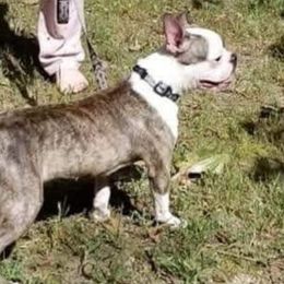 Snickers - Boston Terrier