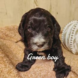 Green boy - Black and white male Bernedoodle puppy in Mesa, Colorado from Bailey Doodles