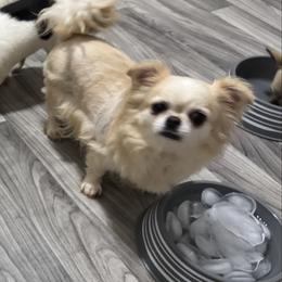 Honey - Chihuahua