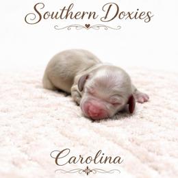 Carolina - Cream female Dachshund puppy in Biloxi, Mississippi from Southern Doxies Ms