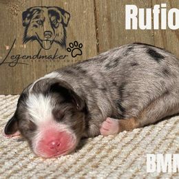 Miniature Australian Shepherd and Toy Australian Shepherd Puppies from Willow Lane Ranch