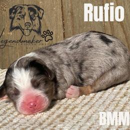 Miniature Australian Shepherd and Toy Australian Shepherd Puppies from Willow Lane Ranch