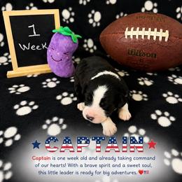 Captain - Black and white male Sheepadoodle puppy in Glen Rose, Texas from Clevenger’s Sheepadoodle Fur Baby Farm