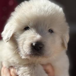 Shenanigans - White male Great Pyrenees puppy in Arroyo Grande, California from Wild Bunch Ranch - Home of Le Patou Great Pyrenees