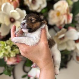 Tobby - White and sable male Shetland Sheepdog puppy in Oakley, California from SquiresShelties