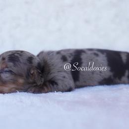 Buzz - Chocolate and tan male Dachshund puppy in Apple Valley, California from Socaldoxies