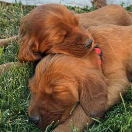 Irish Setters from Rocky Mountain Irish Setters