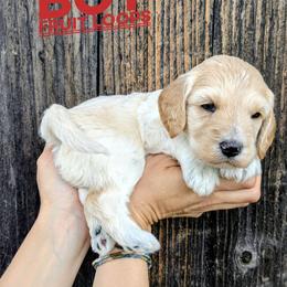 Fruit Loops - Cream male Goldendoodle puppy in Cambridge, Minnesota from Country Meadow Doodles