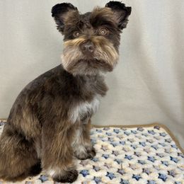 Ben - Miniature Schnauzer