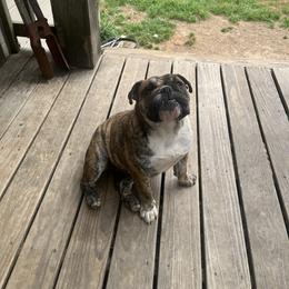 Dutches - Red brindle and white female Bulldog puppy in Little Rock, Arkansas from Freeway Bulls